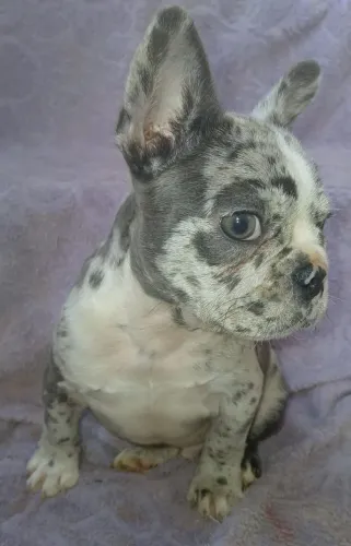 Filhote bulldog ( Último bebê )