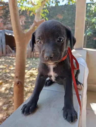 Doação de cachorrinhos
