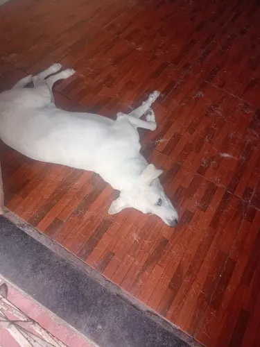 Adoção responsável