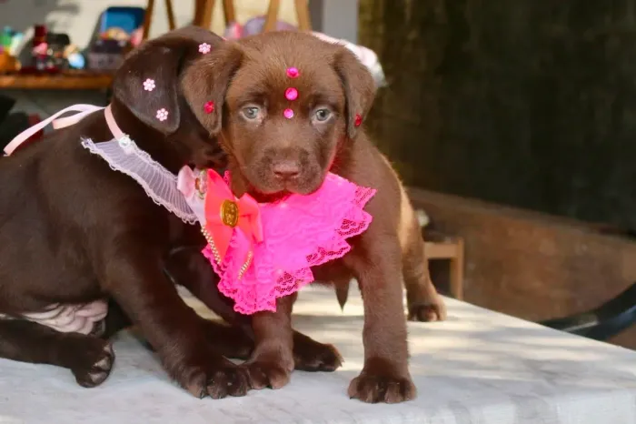 Labrador femea