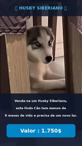 Vende-se Husky Siberiano