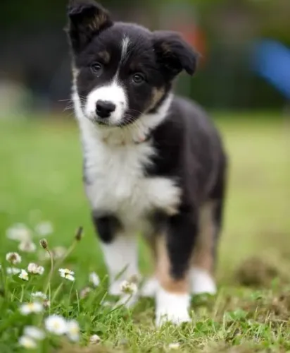 Bebezinho Border Collie brincalhao e super docil para a familia