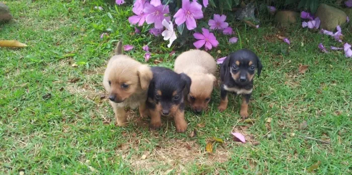 SALSICHINHA X PINSCHER Transforme seus dias mais cinzentos em pura cor. Zap 9.975I.649I