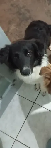 Border collie
