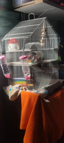 Gaiola de rato ou hamster 