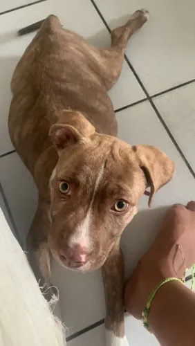 Cachorro 