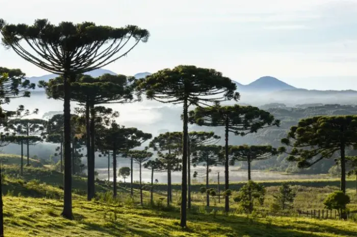 JARDINAGEM, MANUTENÇÃO ÁREAS VERDES, ROÇAGEM, ETC- EXCLUSIVO PARA CONDOMÍNIOS