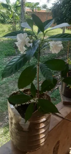Venda plantas