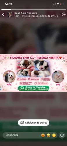 Vendo cachorro shitszu macho