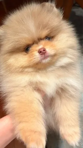 Spitz alemão anão