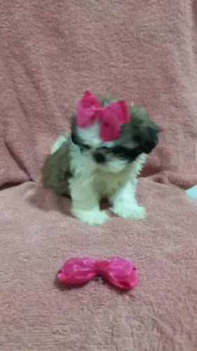 Shih tzu fofinha bem pequena