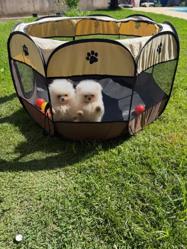 Spitz Alemão Fêmea R$ 5.500