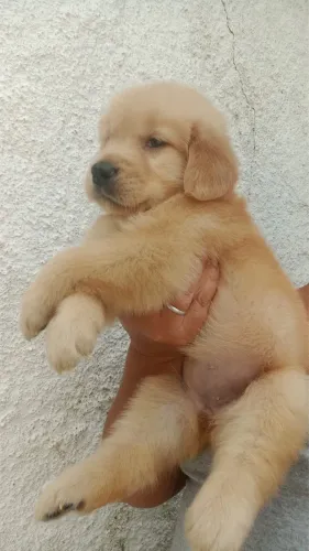 Golden Retriever lindos filhotes prontos para nova família