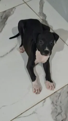 PITBULL AMÉRICA BULLY