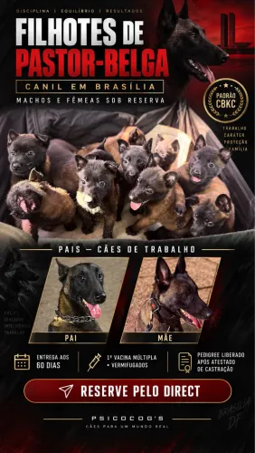 Filhote Pastor Belga Malinois 