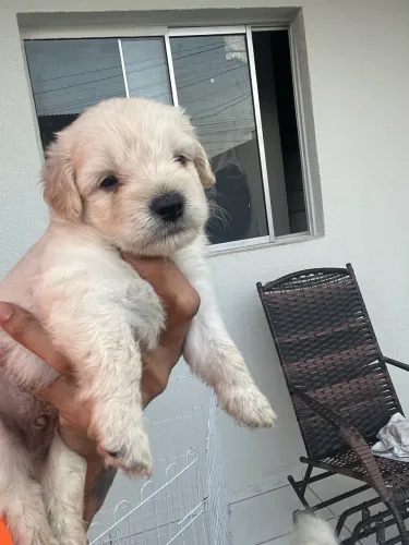 Poodles perfeitos