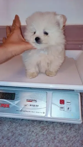 Filhotes de lulu da Pomerânia asiáticos com pedigree!