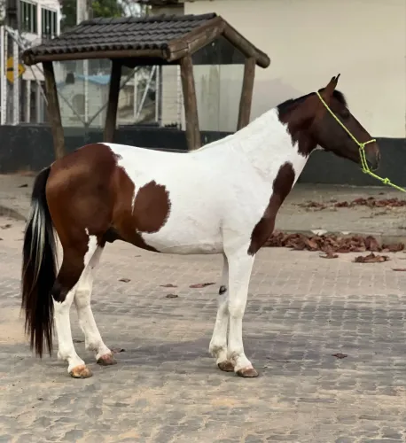 Cavalo pampa marcha picada