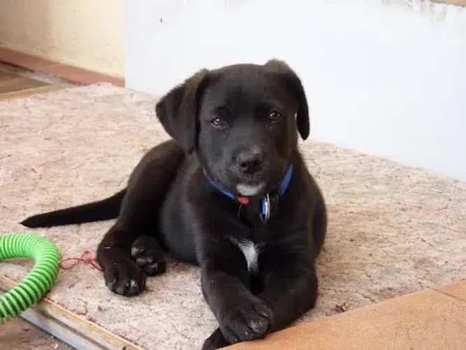 Labrador  Ilove You 