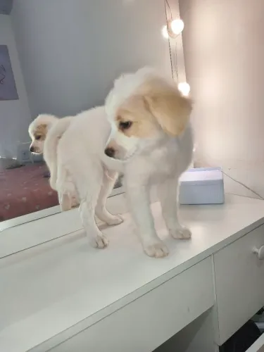 Shih Tzu com maltês ( Malshi)