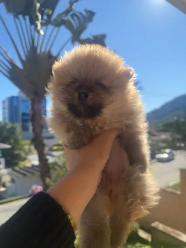Vendo Lulu da pomerania