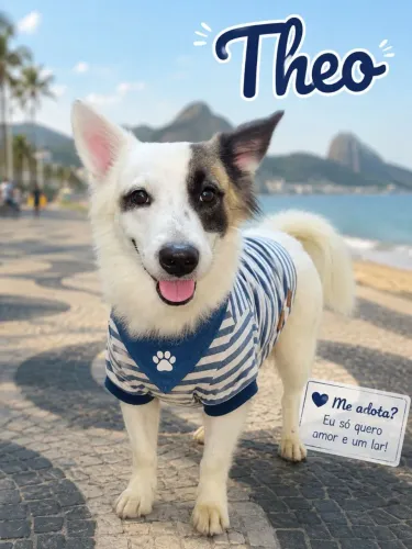 THEO PARA ADOÇÃO