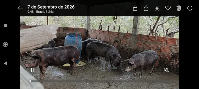 Suínos de Confinamento