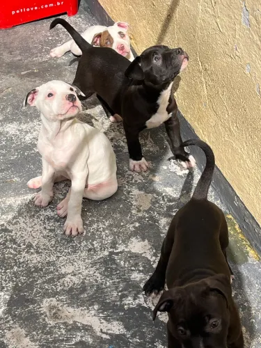 Filhote de pitbull