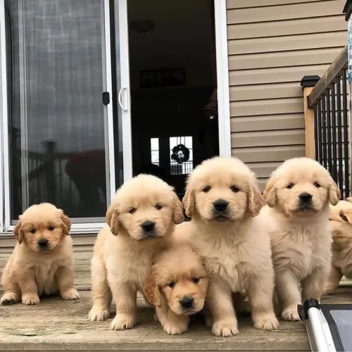 Filhotes de Golden a sua espera muito fofos