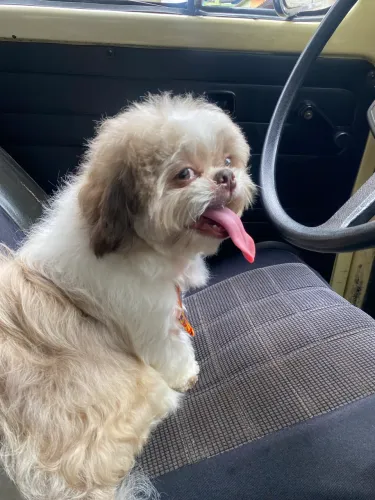 Shih tzu macho para cruzar