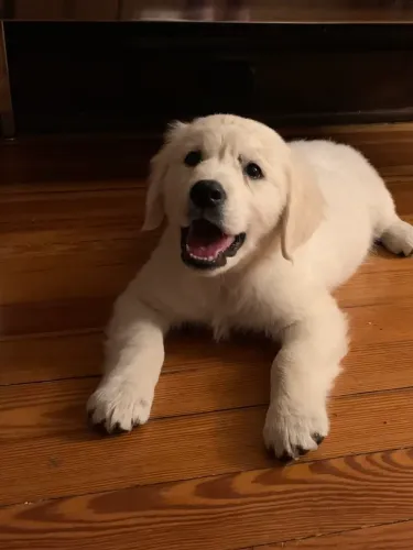 Golden Retriever 