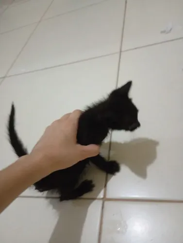 Doando gatinho Filhote 