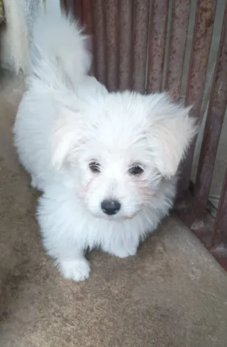 Maltês com Spitz