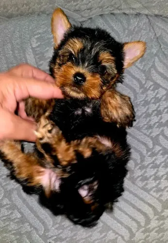 Yorkshire Micrissimos Pets