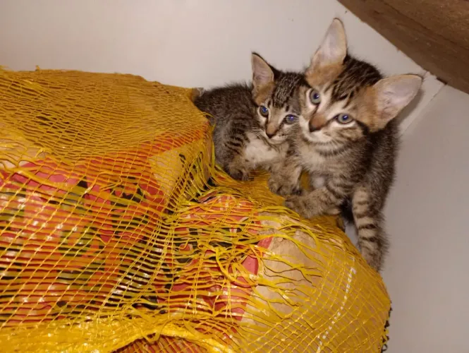 Adoção filhotes de gatinhos responsável 