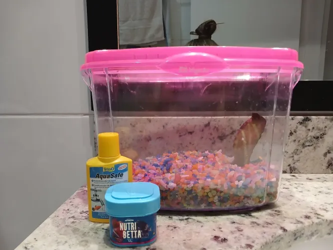 Beteira aquário kit completo para peixe beta