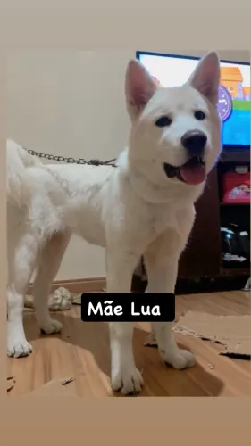 Filhotes de Akita