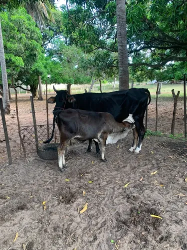 Vaca com Bezerra