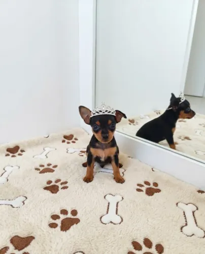 Princesa Filhotes de Pinscher Prontos Para Novo Lar