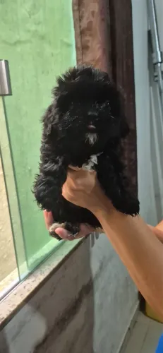 Filhotes de cachorro shitszu
