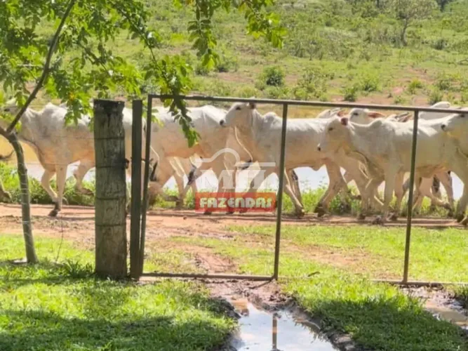 Fazenda em Flores de Goiás - 240 alq. (1161,6 hectares)