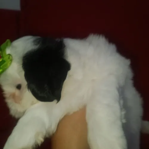 Uma fofura em forma de filhote