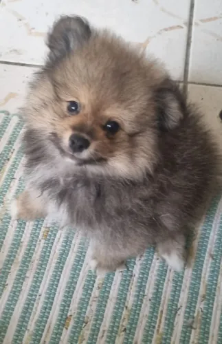 Spitz Alemao / Lulu da Pomeranea