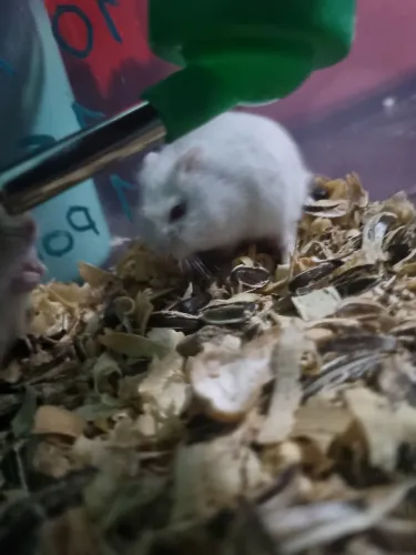 Hamster ano russo