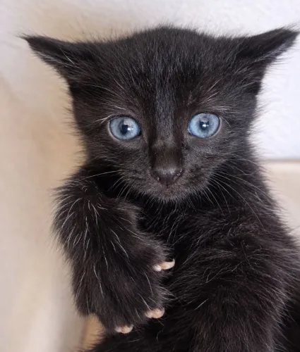 Adoção de 4 gatinhas irmãs