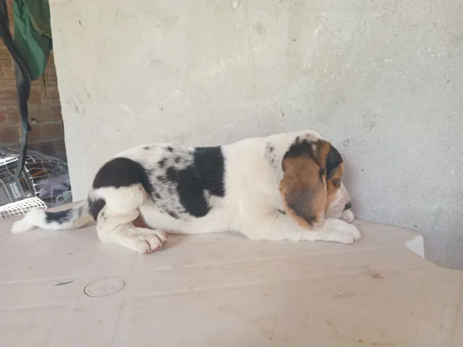 Vendo beagle X americano valor 1.500