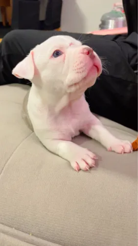 American bully micro fêmea