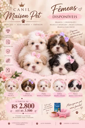 Filhotes de Shih tzu micro com pedigree