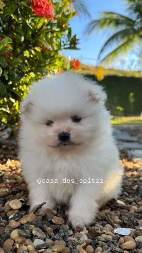 Lulu da pomerânia