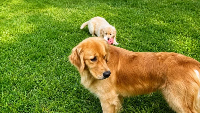 Golden Retriever